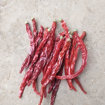 二荆条干辣椒去把精品货干辣椒大量供应全年有货欢迎来