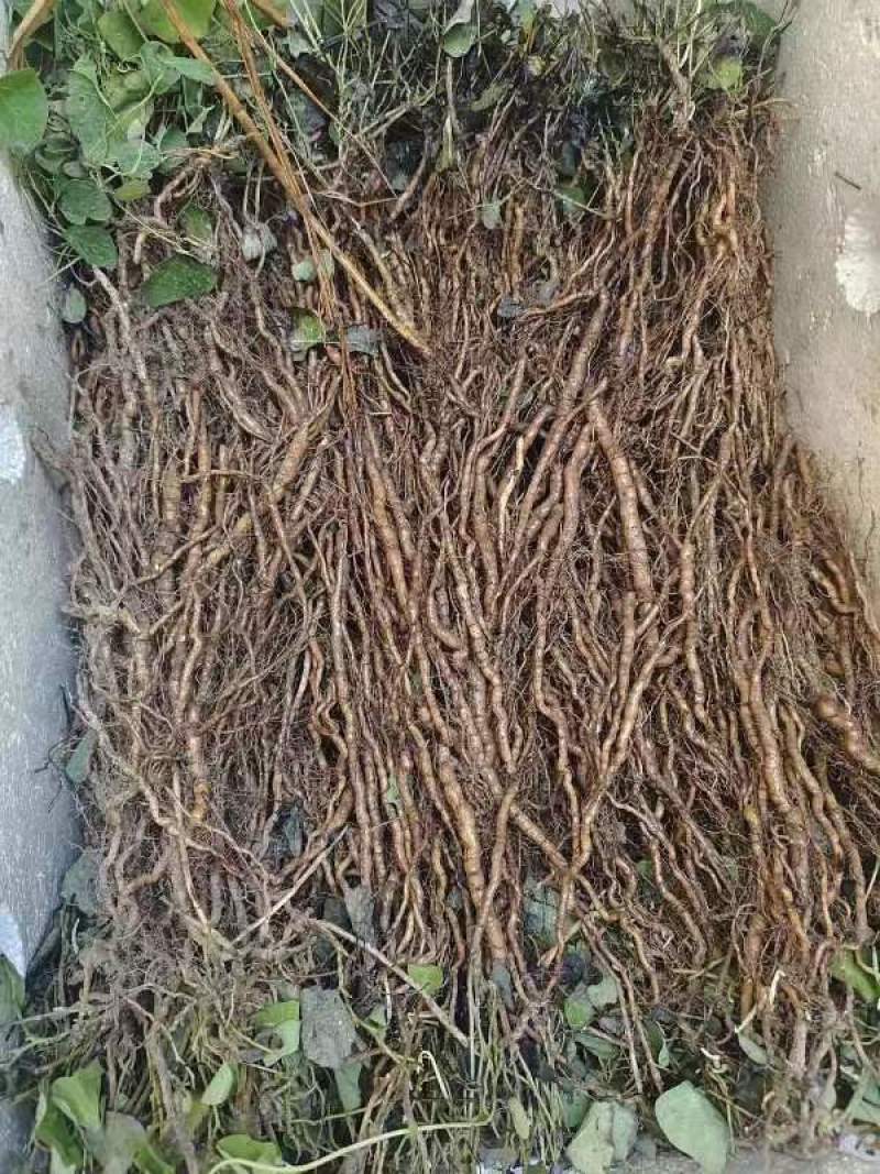 粉防己3年大苗，生长周期短新手种植起来也简单，存活率高