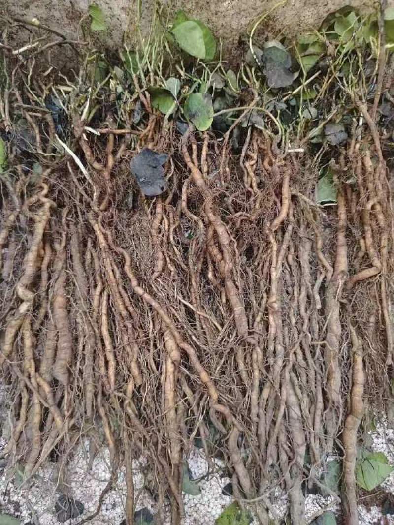 粉防己3年大苗，生长周期短新手种植起来也简单，存活率高