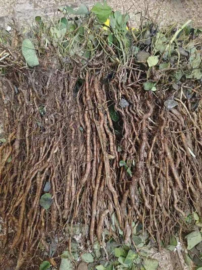 粉防己3年大苗，生长周期短新手种植起来也简单，存活率高