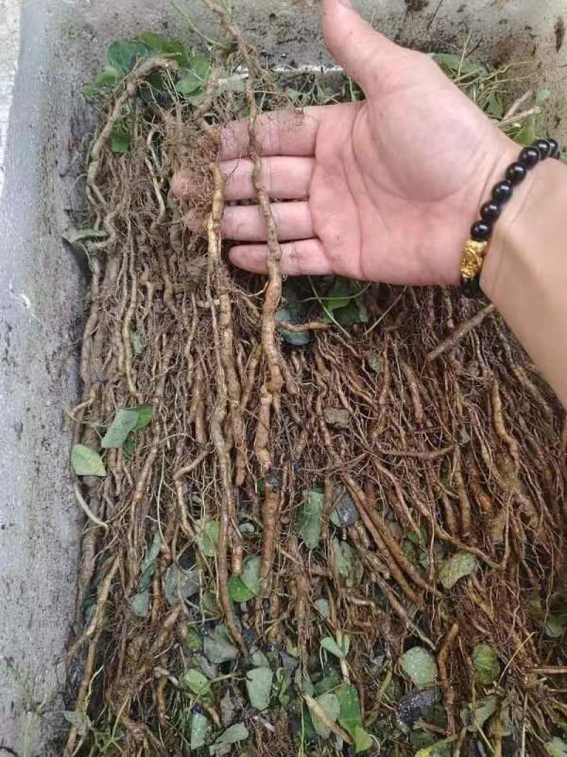 粉防己3年大苗，生长周期短新手种植起来也简单，存活率高
