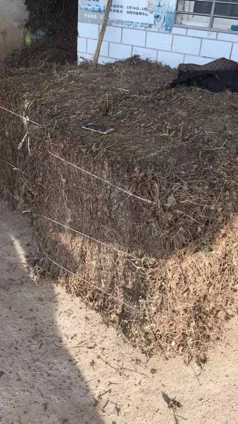 湖北药用鱼腥草折耳根鱼腥草干叶当阳基地直供药厂发货