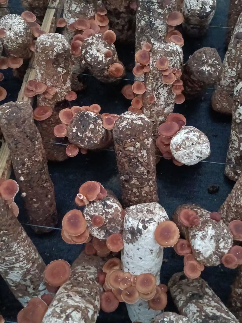 【推荐】马桑菌/一手货源/质量保证/欢迎咨询