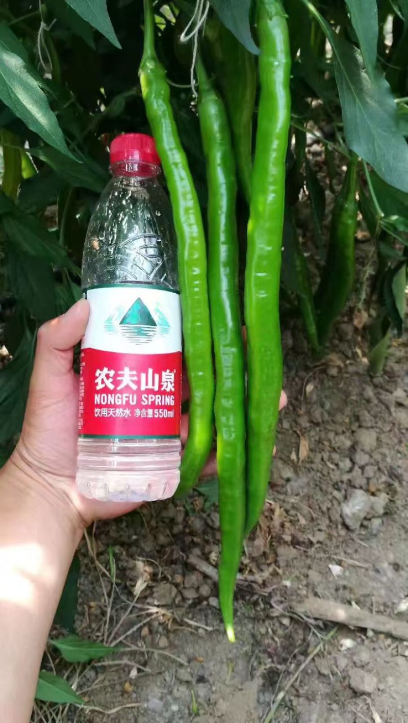 金辣50辣椒种子特长线椒种子早熟高产抗病羊角型线椒种籽线