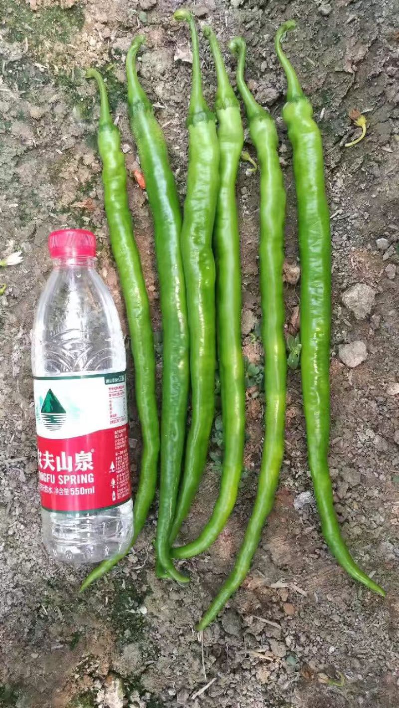 金辣50辣椒种子特长线椒种子早熟高产抗病羊角型线椒种籽线
