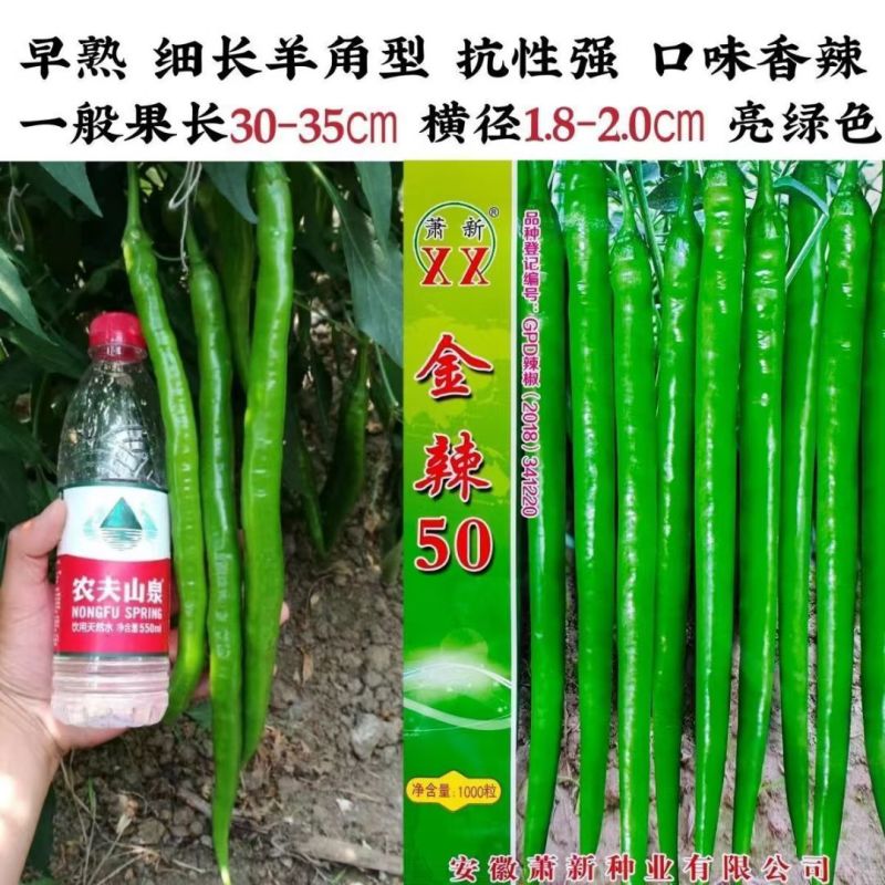 金辣50辣椒种子特长线椒种子早熟高产抗病羊角型线椒种籽线