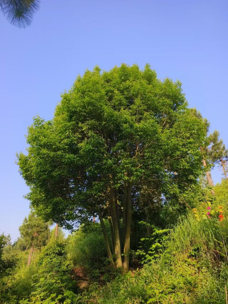 湖北随州红果冬青基地直发量大从优价格美丽欢迎来电