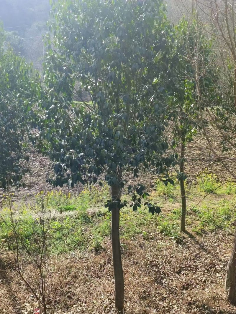 湖北随州红果冬青基地直发量大从优价格美丽欢迎来电