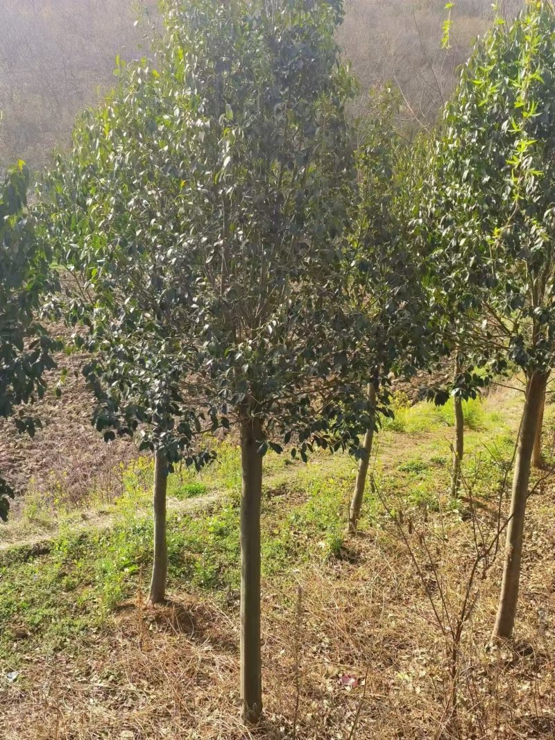 湖北随州红果冬青基地直发量大从优价格美丽欢迎来电