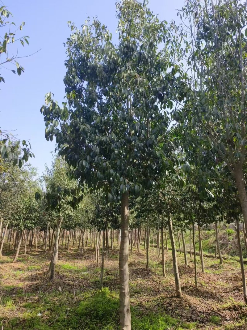 湖北随州红果冬青基地直发量大从优价格美丽欢迎来电