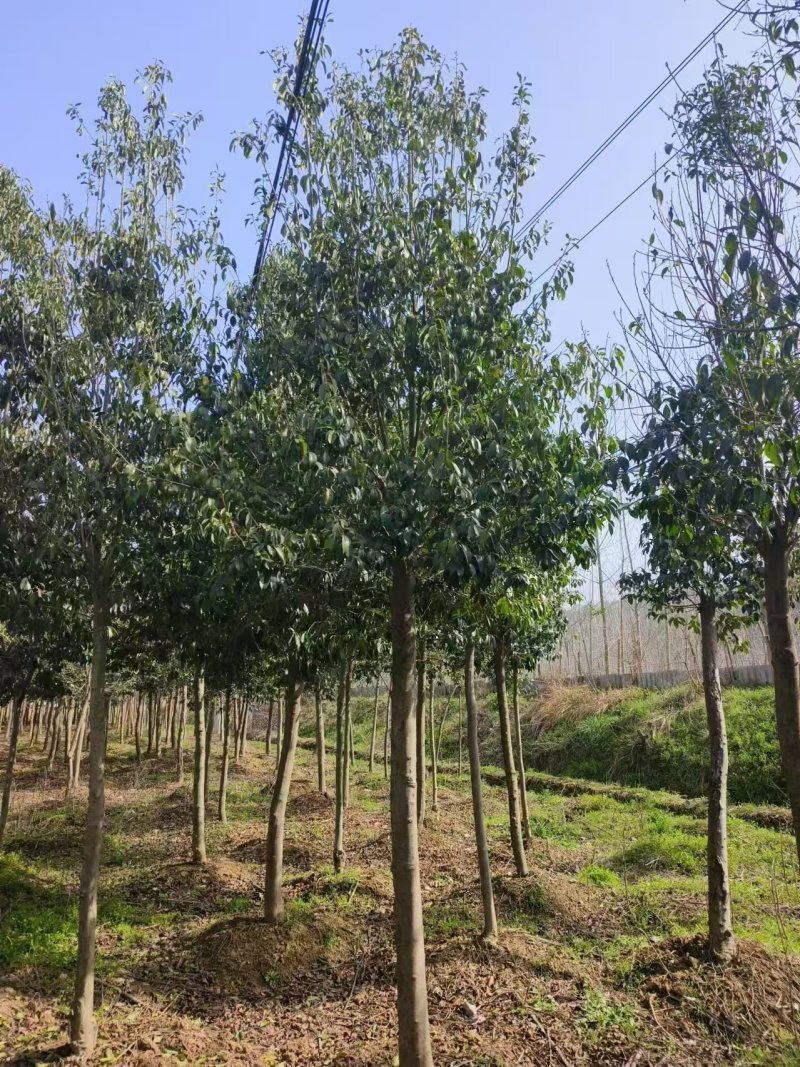 湖北随州红果冬青基地直发量大从优价格美丽欢迎来电
