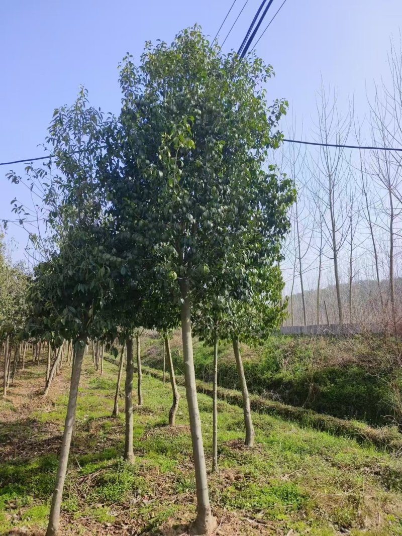 湖北随州红果冬青基地直发量大从优价格美丽欢迎来电