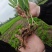 南玉竹3年苗籽育苗药典品种种植两年采挖，技术+回收