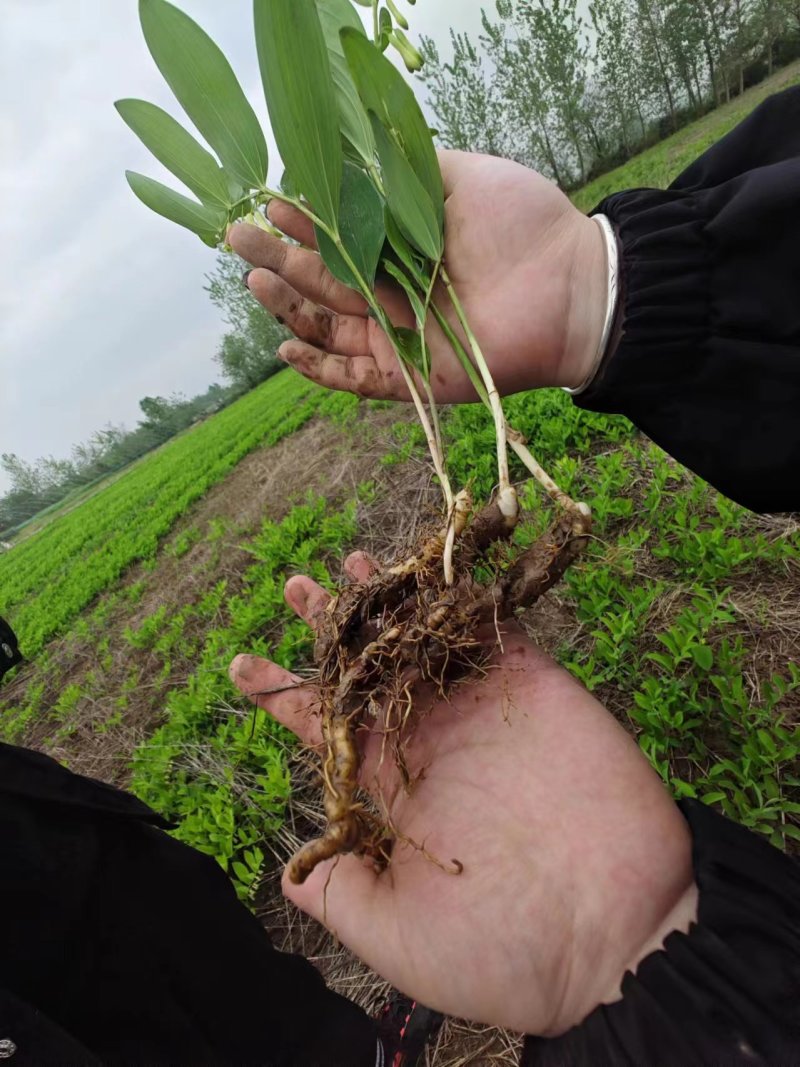 南玉竹3年苗籽育苗药典品种种植两年采挖，技术+回收