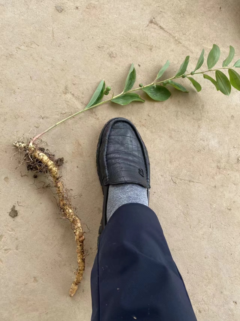 南玉竹3年苗籽育苗药典品种种植两年采挖，技术+回收
