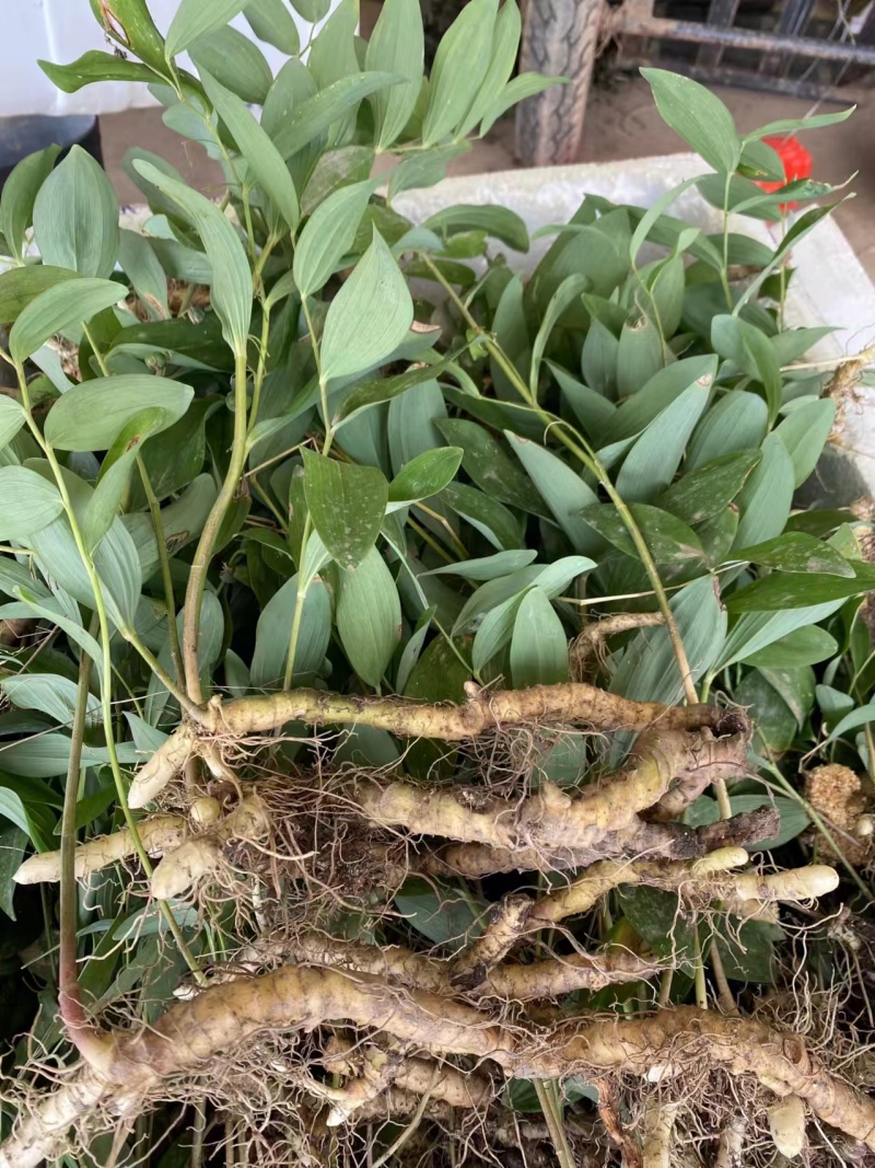 南玉竹3年苗籽育苗药典品种种植两年采挖，技术+回收