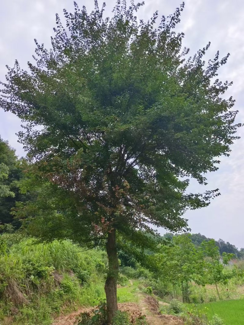 湖北随州三角枫。基地直发品质保证诚信合作欢迎来电