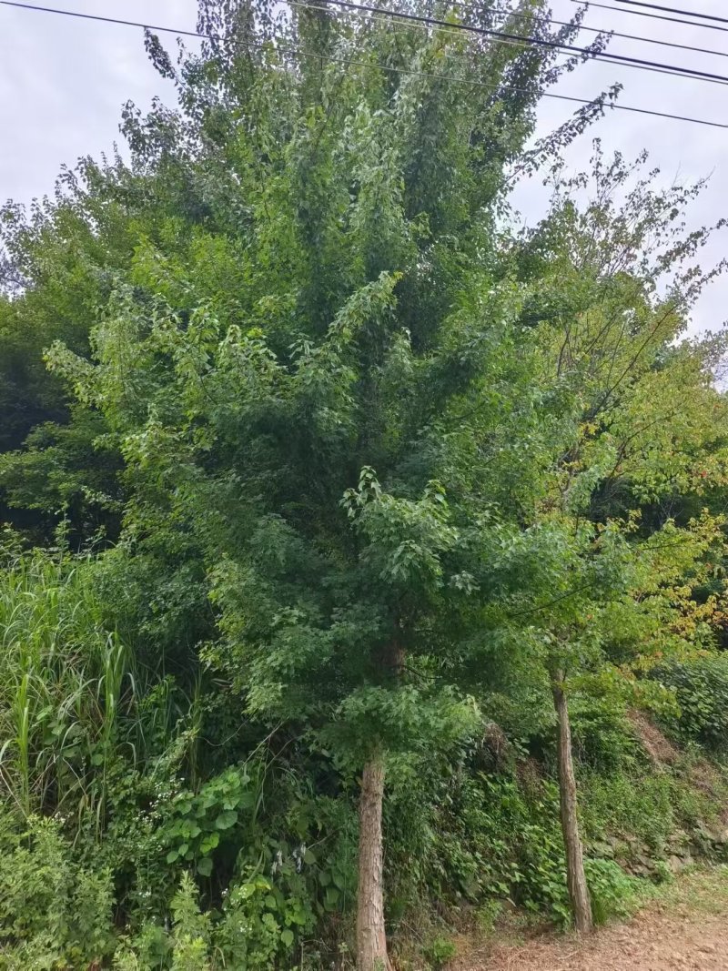 湖北随州三角枫。基地直发品质保证诚信合作欢迎来电