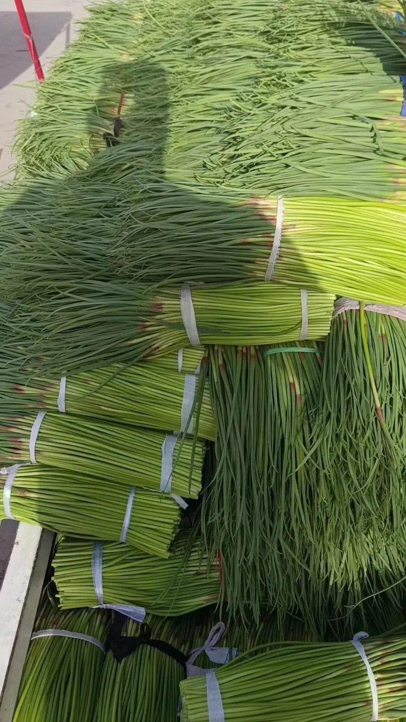 精品蒜苔白帽蒜薹山东蒜苔品质保证诚信经营价格美丽
