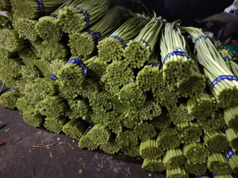 精品蒜苔白帽蒜薹山东蒜苔品质保证诚信经营价格美丽