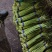 精品蒜苔白帽蒜薹山东蒜苔品质保证诚信经营价格美丽