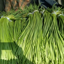 精品蒜苔红帽蒜薹山东蒜苔品质保证诚信经营价格美丽