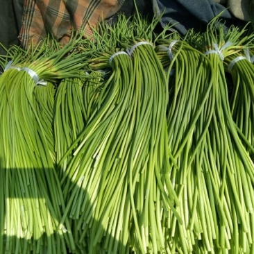 精品蒜苔白帽蒜薹山东蒜苔品质保证诚信经营价格美丽