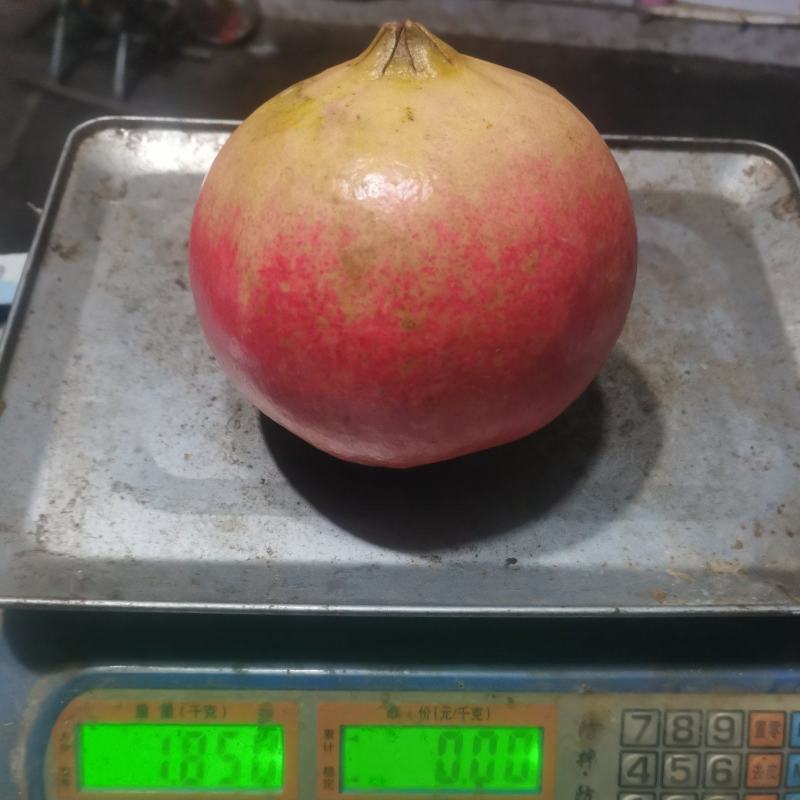 枣庄石榴