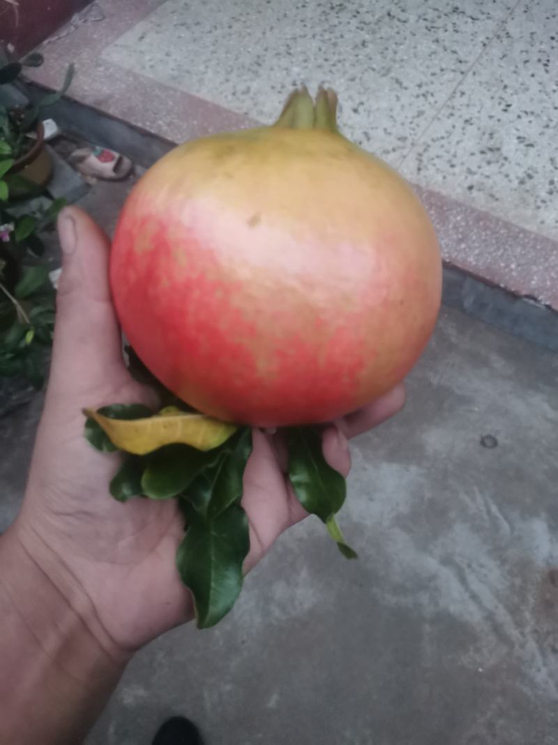 枣庄石榴
