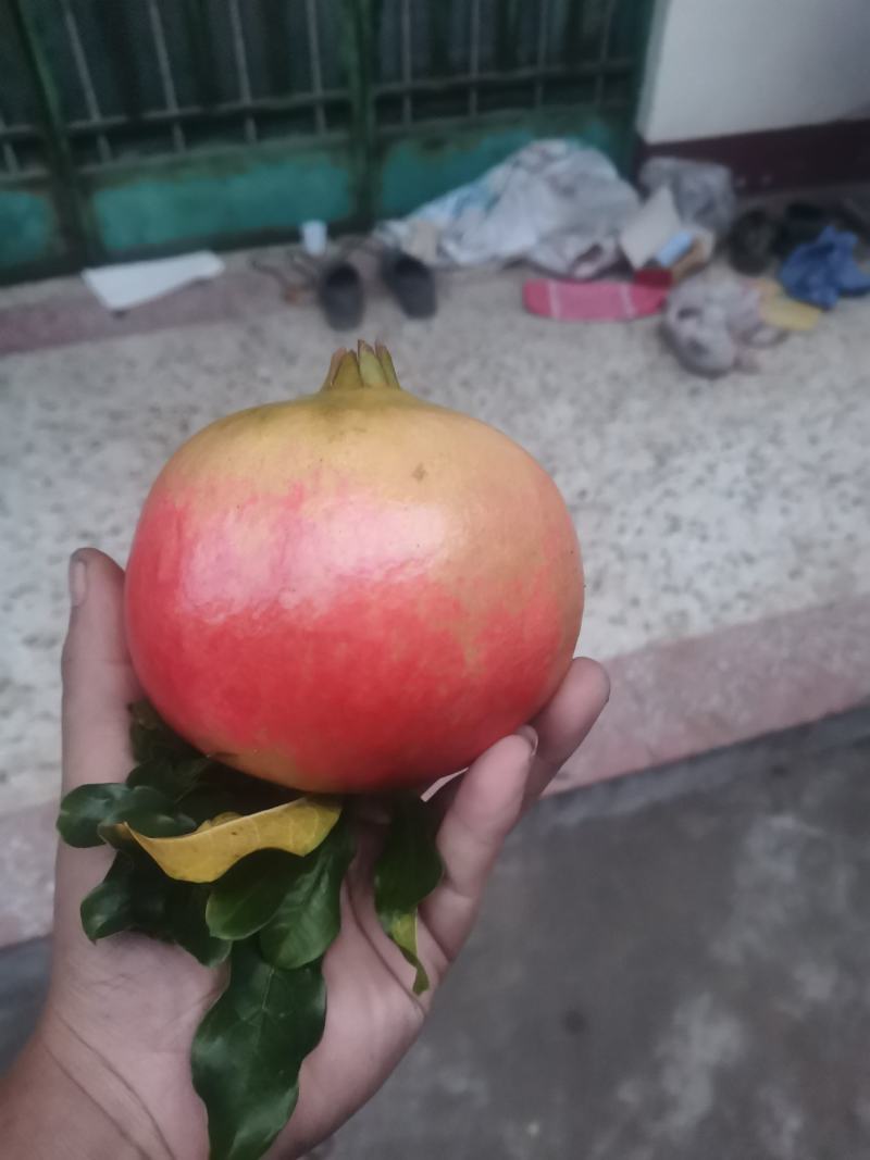 枣庄石榴