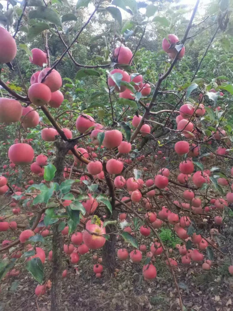 寒富苹果