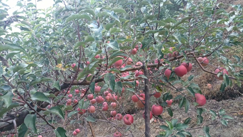 寒富苹果