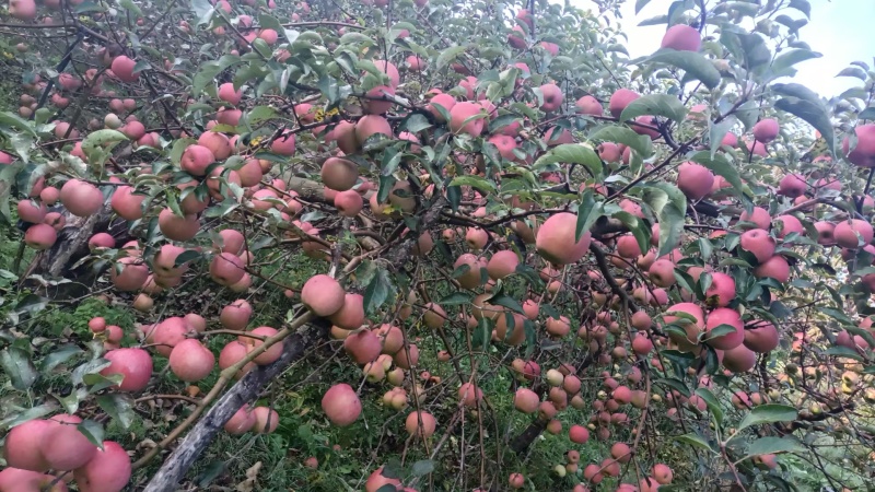 寒富苹果