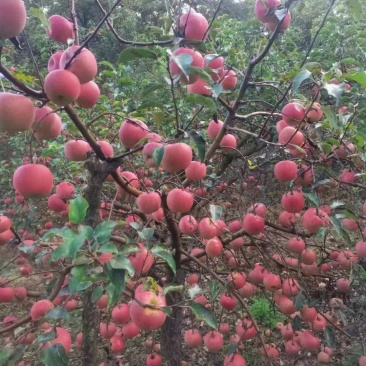 寒富苹果
