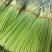 精品蒜薹大量现货山东金乡县基地直发对接市场可视频看货