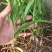 紫花三叉白芨3年籽育苗两年苗3年苗，直播苗都有，大小随便