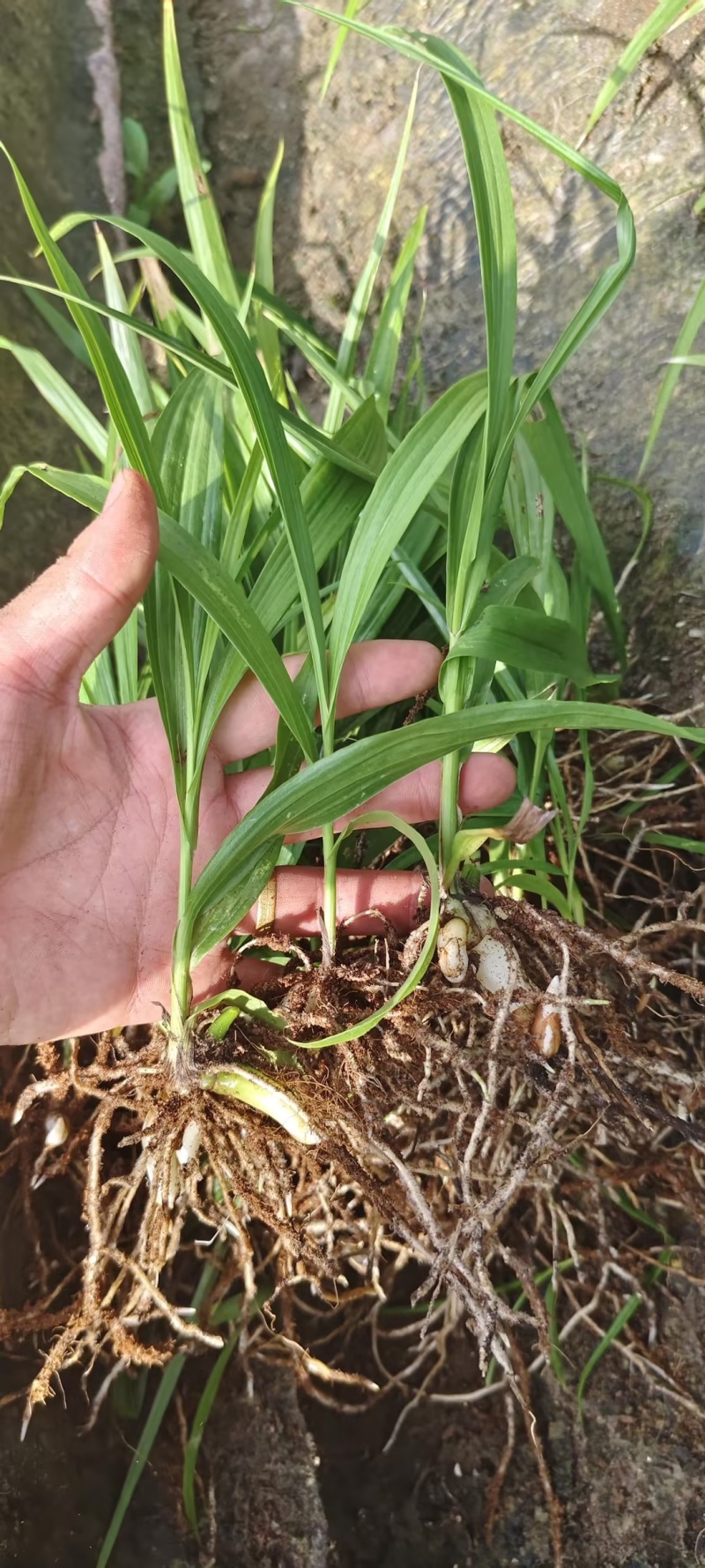 紫花三叉白芨3年籽育苗两年苗3年苗，直播苗都有，大小随便