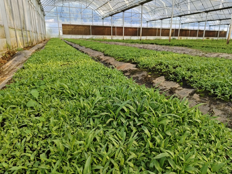 紫花三叉白芨3年籽育苗两年苗3年苗，直播苗都有，大小随便