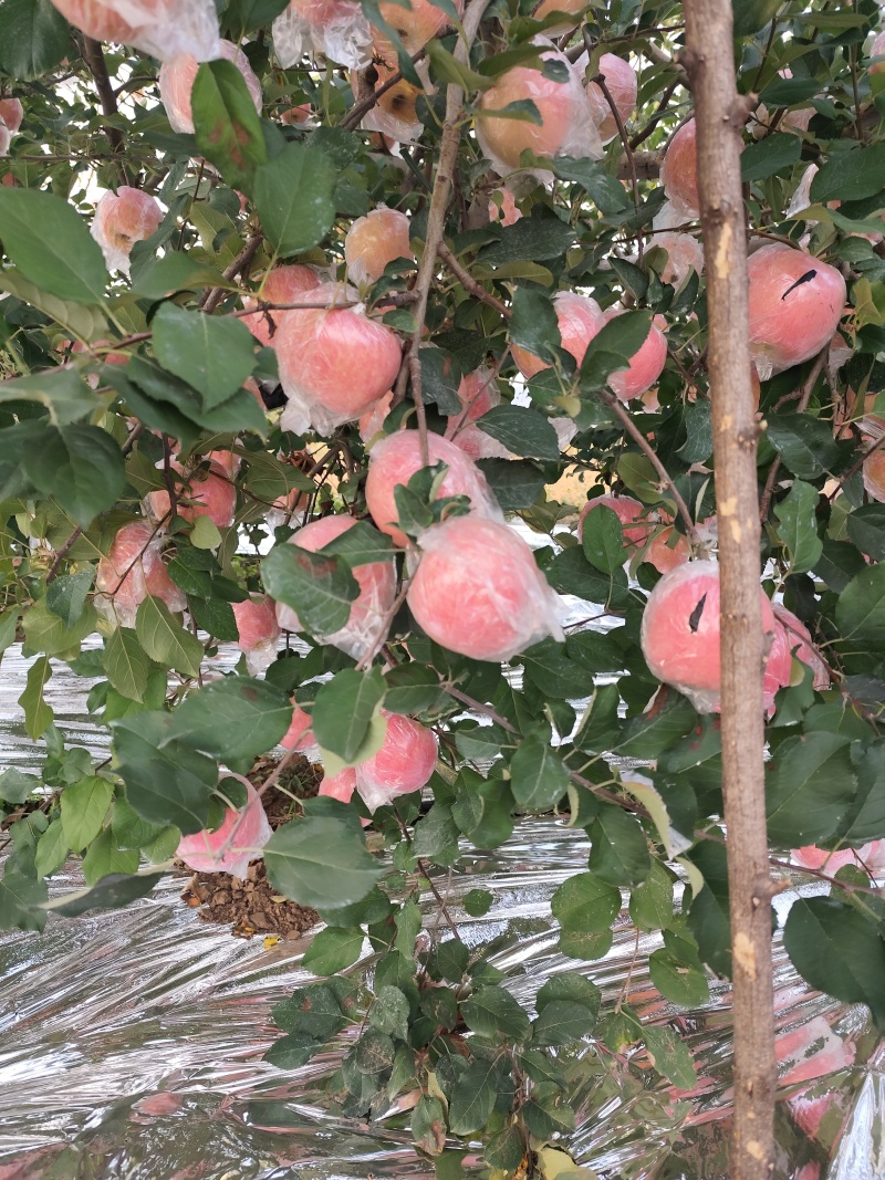 高塬纸夹膜红富士