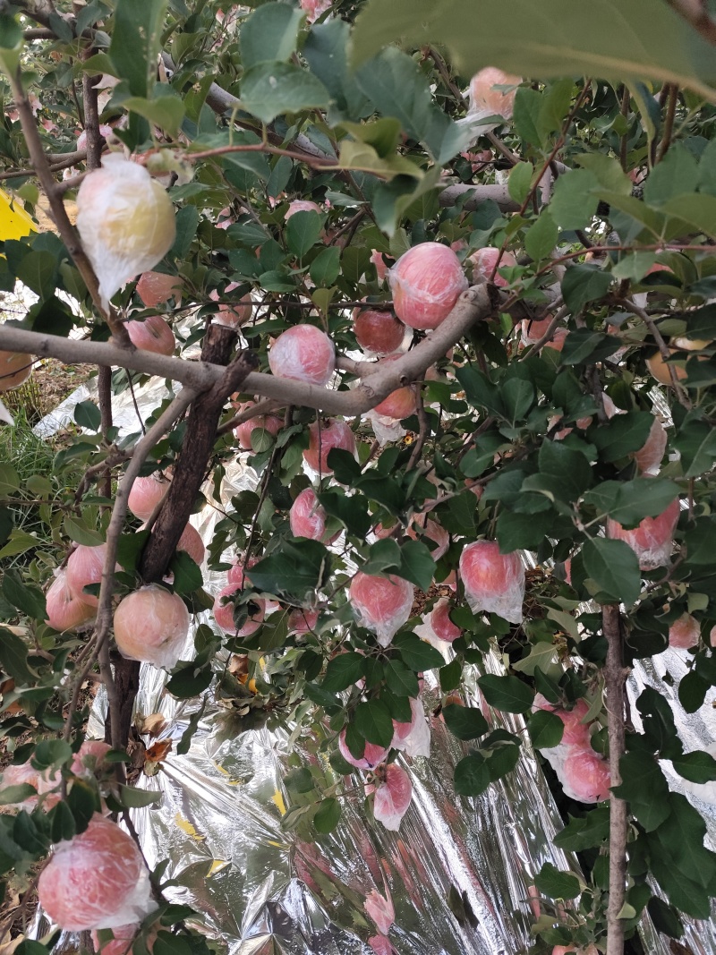 高塬纸夹膜红富士