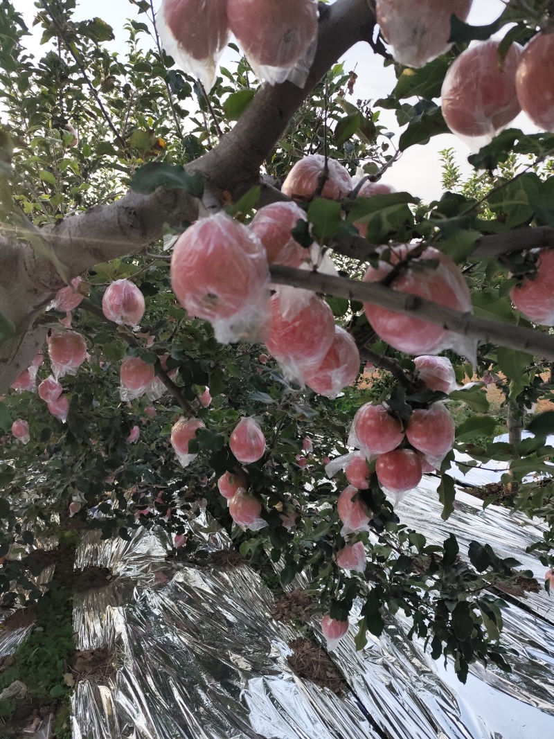 高塬纸夹膜红富士