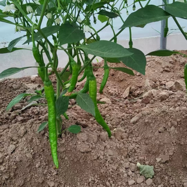 湘妍55号鲜辣椒河南周口鲜辣椒新鲜辣椒软香辣产地直发