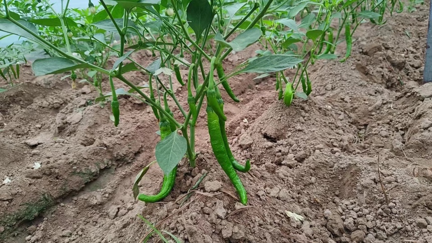 新鲜采摘的平顶山辣小鲜辣椒