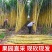 云南精品黄金甘蔗大量上市，产地直发，全国供货，可视频看货
