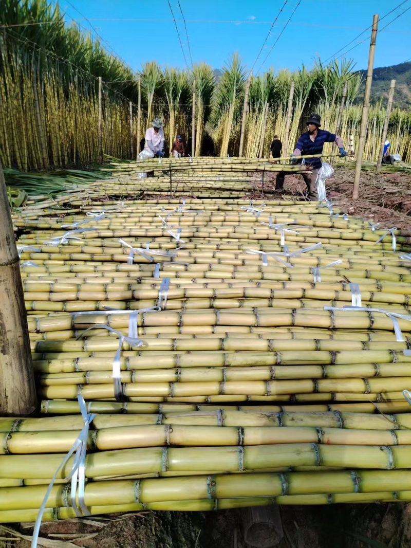 云南精品黄金甘蔗大量上市，产地直发，全国供货，可视频看货