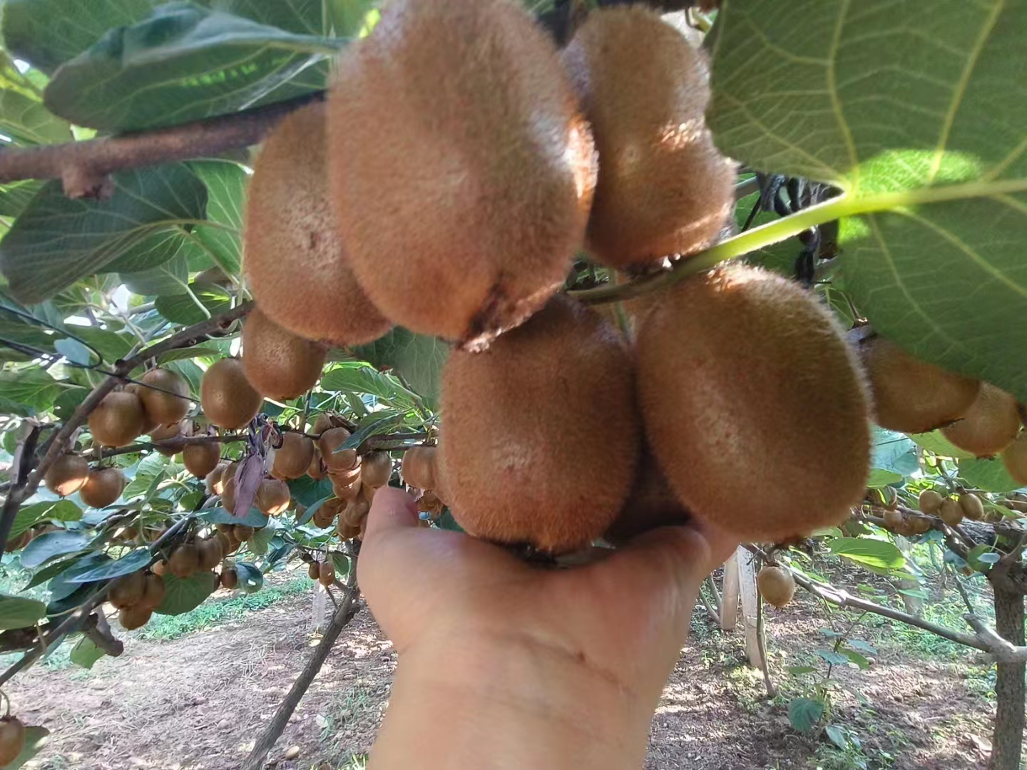 红心猕猴桃未成熟状态特写