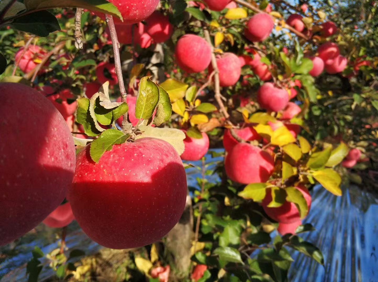 阿克苏红旗坡苹果切面特写