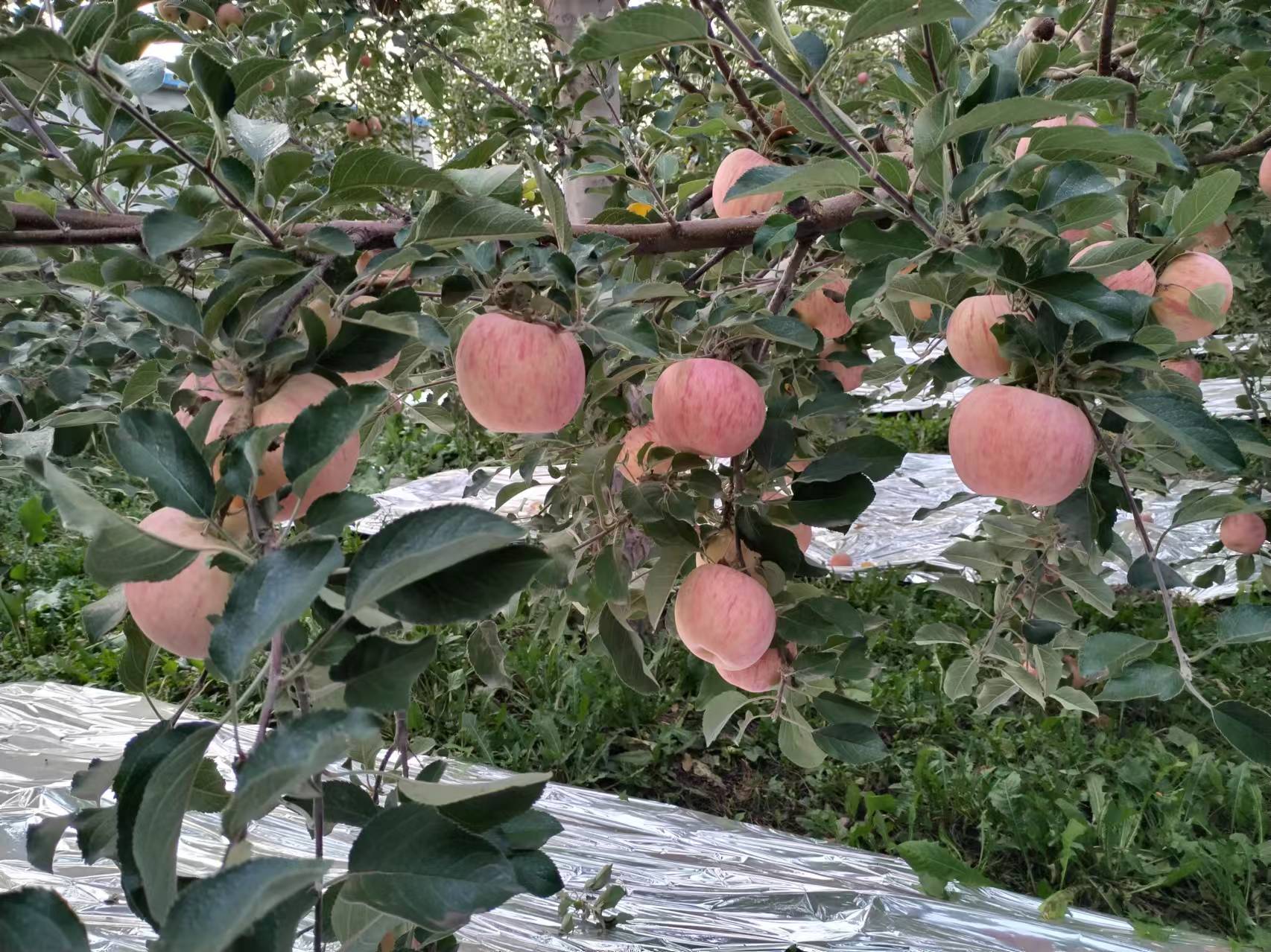 新疆果园中的嘎啦苹果挂满枝头