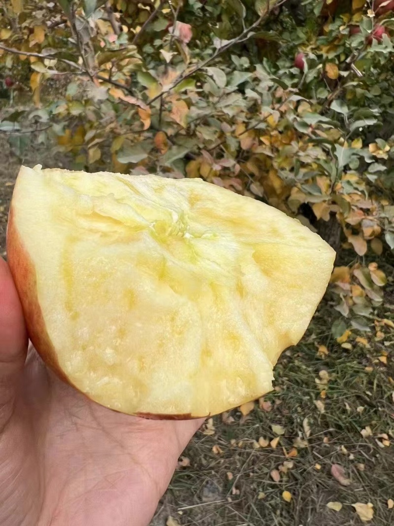 红旗坡阿克苏冰糖心苹果，大量现货供应（一件代发）