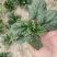 黑木耳趴地菠菜大量上市欢迎各位客商联系